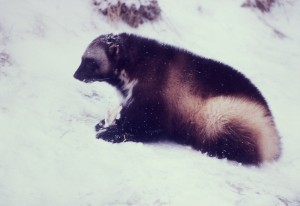 Proposed ESA Protection For The Audacious Wolverine: Threatened Status Long Overdue