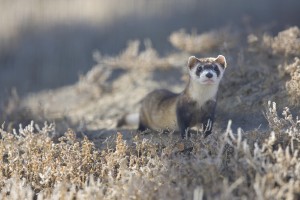 A Little Person’s Inspiration: The Black Footed Ferret